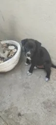 Pitoco