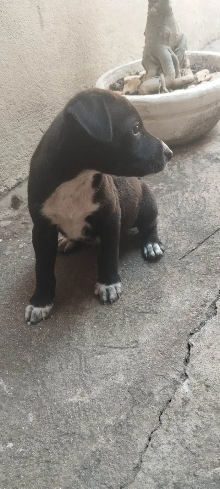 Cachorro ra a SRD-ViraLata idade Abaixo de 2 meses nome Pitoco