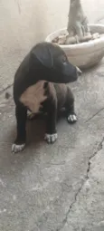Pitoco