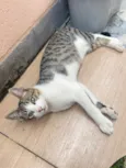 Tigrinho