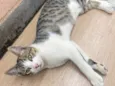 Tigrinho