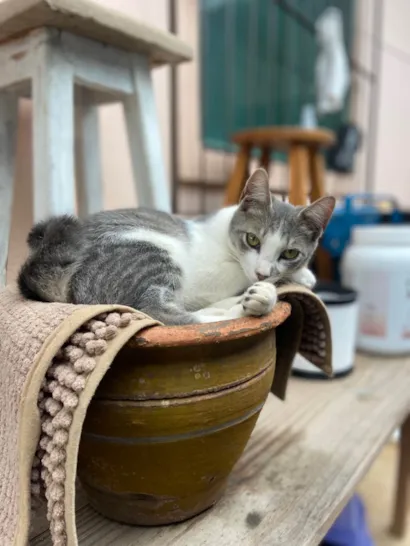 Gato raça SRD-ViraLata idade 2 a 6 meses nome Coto 