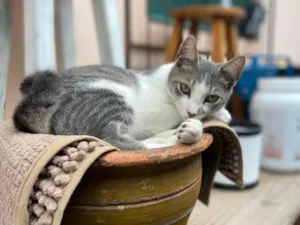 Gato raça SRD-ViraLata idade 2 a 6 meses nome Coto 