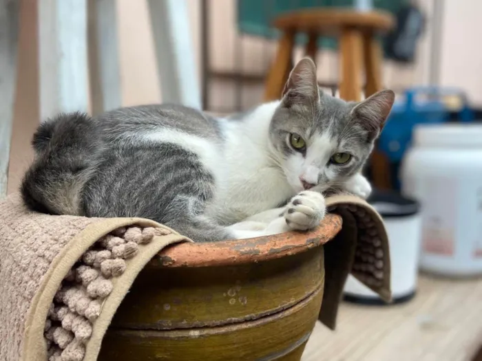Gato ra a SRD-ViraLata idade 2 a 6 meses nome Coto 