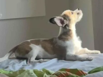 Cachorro raça SRD-ViraLata idade 7 a 11 meses nome Luna 