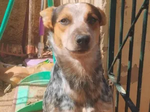Cachorro raça SRD-ViraLata idade 7 a 11 meses nome Simba