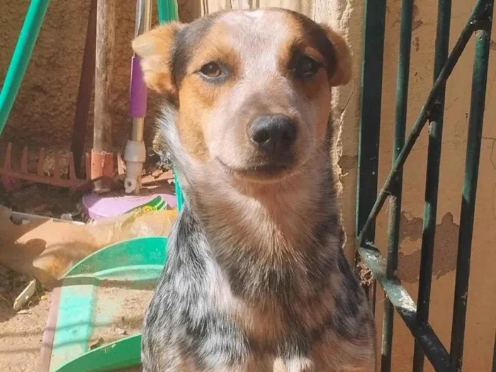 Cachorro ra a SRD-ViraLata idade 7 a 11 meses nome Simba