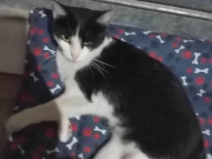 Gato raça SRD-ViraLata idade 1 ano nome Mel 