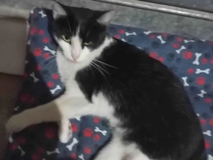 Gato ra a SRD-ViraLata idade 1 ano nome Mel 
