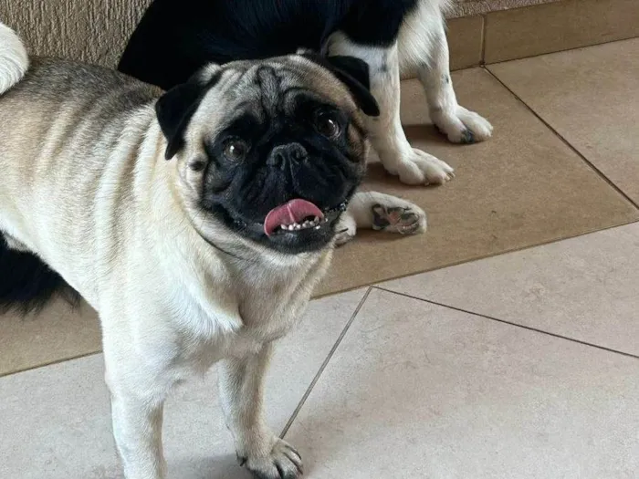 Cachorro ra a SRD-ViraLata idade 5 anos nome Bonnye