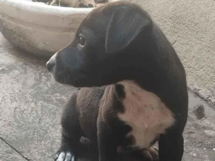 Cachorro ra a SRD-ViraLata idade Abaixo de 2 meses nome Pitoco