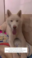 Simba