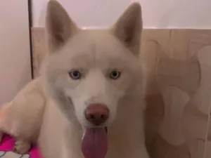 Cachorro raça Husky Siberiano idade 2 a 6 meses nome Simba