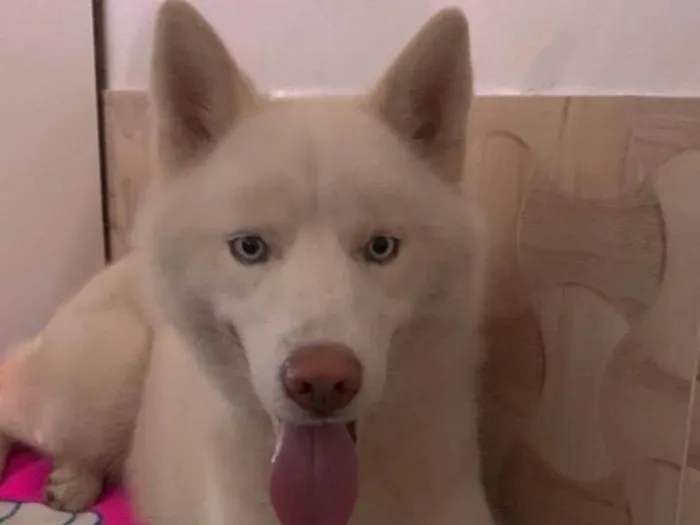 Cachorro ra a Husky Siberiano idade 2 a 6 meses nome Simba