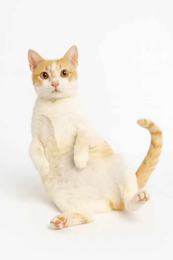 Gato ra a SRD-ViraLata idade 1 ano nome Acerola