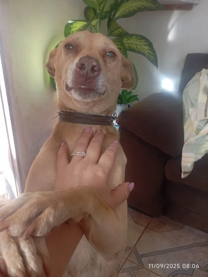 Cachorro ra a SRD-ViraLata idade 7 a 11 meses nome Cristiane Andreia 
