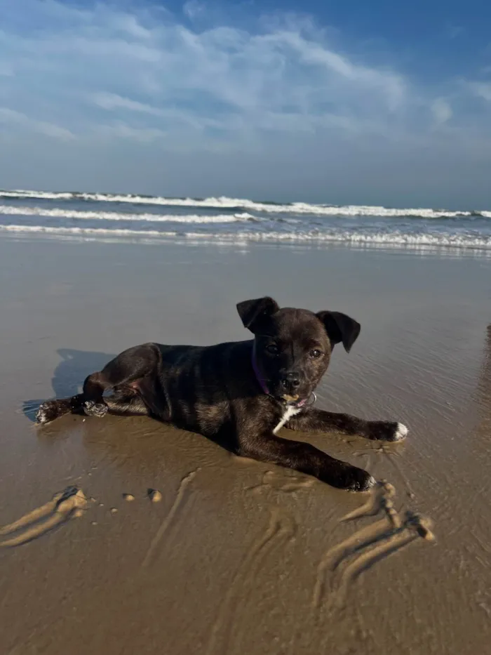 Cachorro ra a SRD-ViraLata idade 2 a 6 meses nome Bisteca