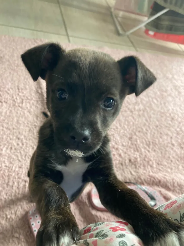 Cachorro ra a SRD-ViraLata idade 2 a 6 meses nome Bisteca
