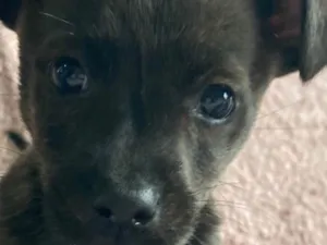 Cachorro raça SRD-ViraLata idade 2 a 6 meses nome Bisteca