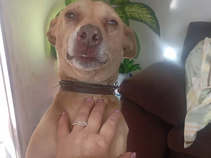 Cachorro ra a SRD-ViraLata idade 7 a 11 meses nome Cristiane Andreia 