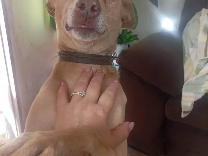 Cachorro ra a SRD-ViraLata idade 7 a 11 meses nome Cristiane Andreia 
