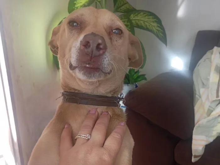 Cachorro ra a SRD-ViraLata idade 7 a 11 meses nome Cristiane Andreia 