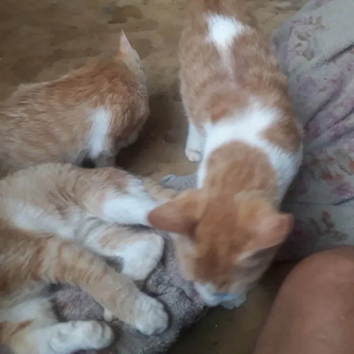 Gato ra a SRD-ViraLata idade 7 a 11 meses nome Sem nome
