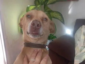 Cachorro raça SRD-ViraLata idade 7 a 11 meses nome Cristiane Andreia 
