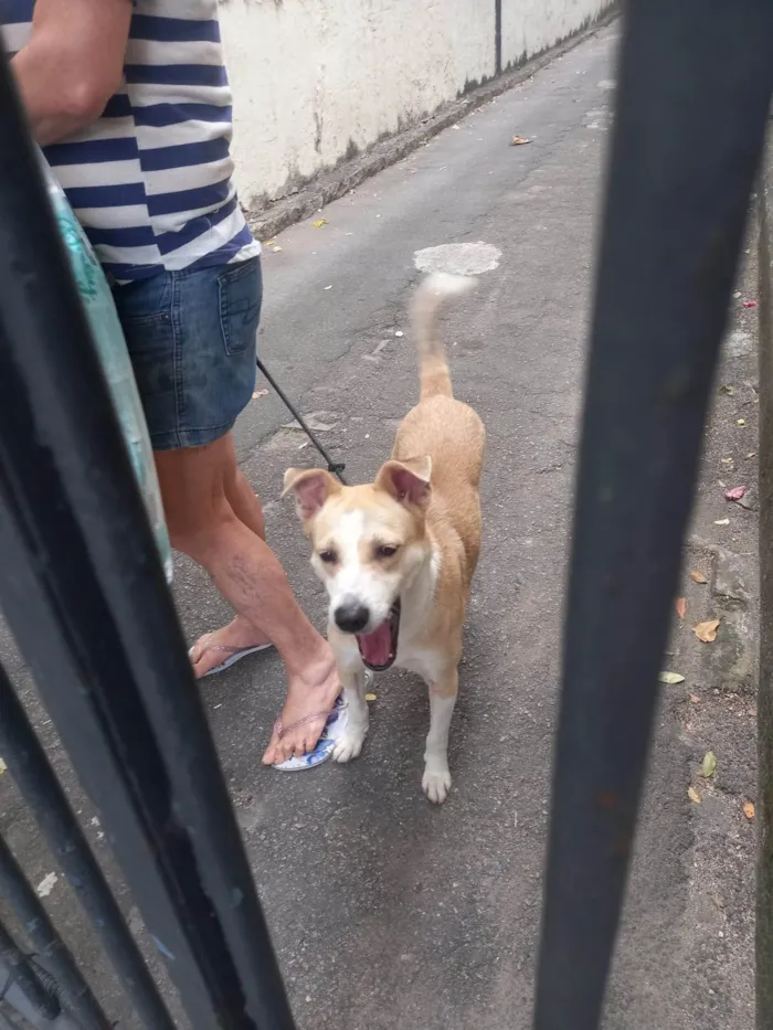 Cachorro ra a SRD-ViraLata idade 3 anos nome Tina