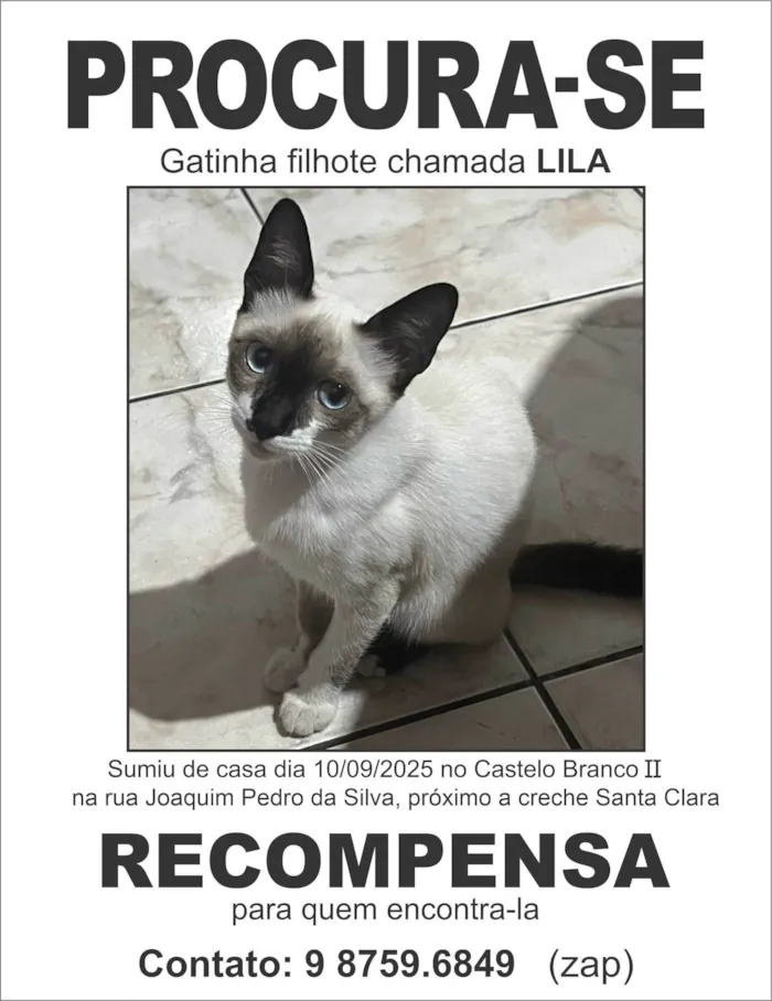 Gato ra a Siamês idade 2 a 6 meses nome Lila