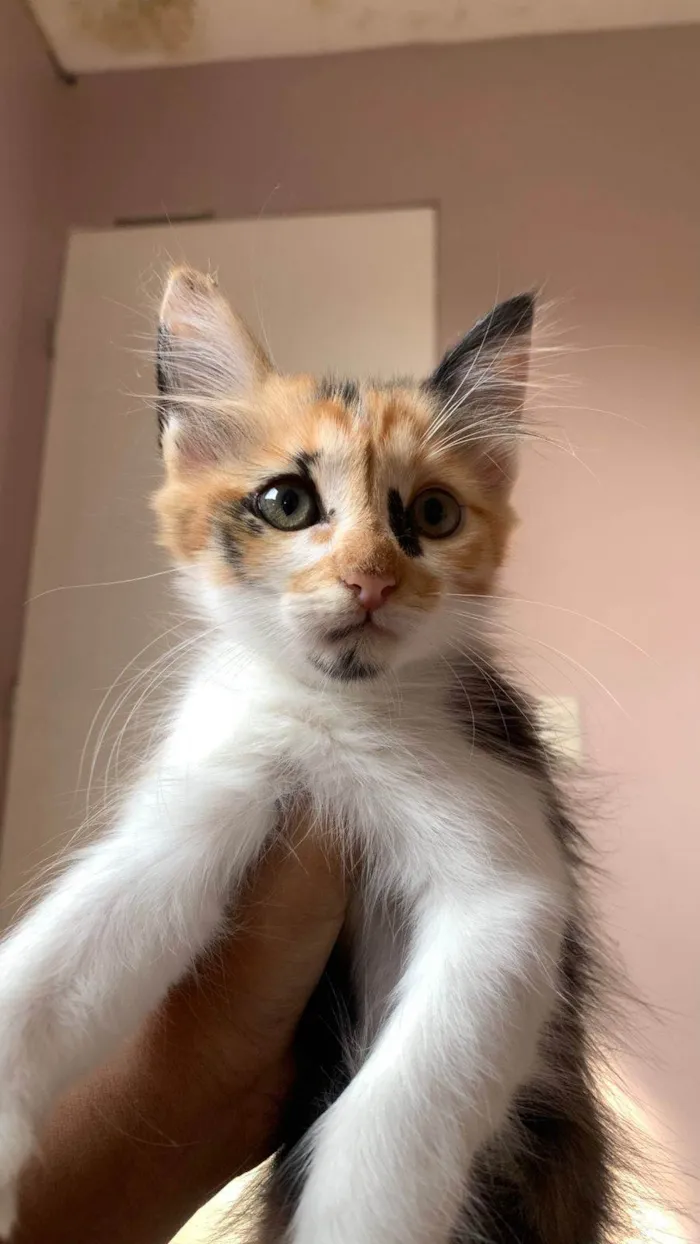 Gato ra a SRD-ViraLata idade Abaixo de 2 meses nome Cristal