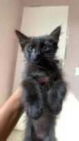 Pantera negra