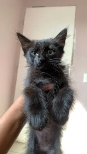Gato raça SRD-ViraLata idade 2 a 6 meses nome Pantera negra