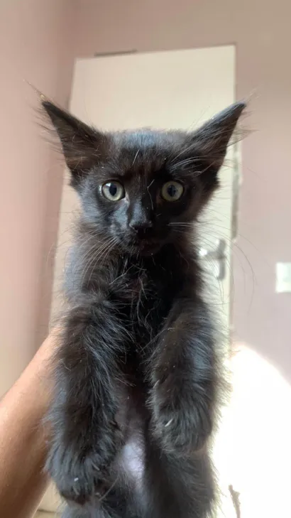 Gato raça SRD-ViraLata idade 2 a 6 meses nome Viúva Negra 
