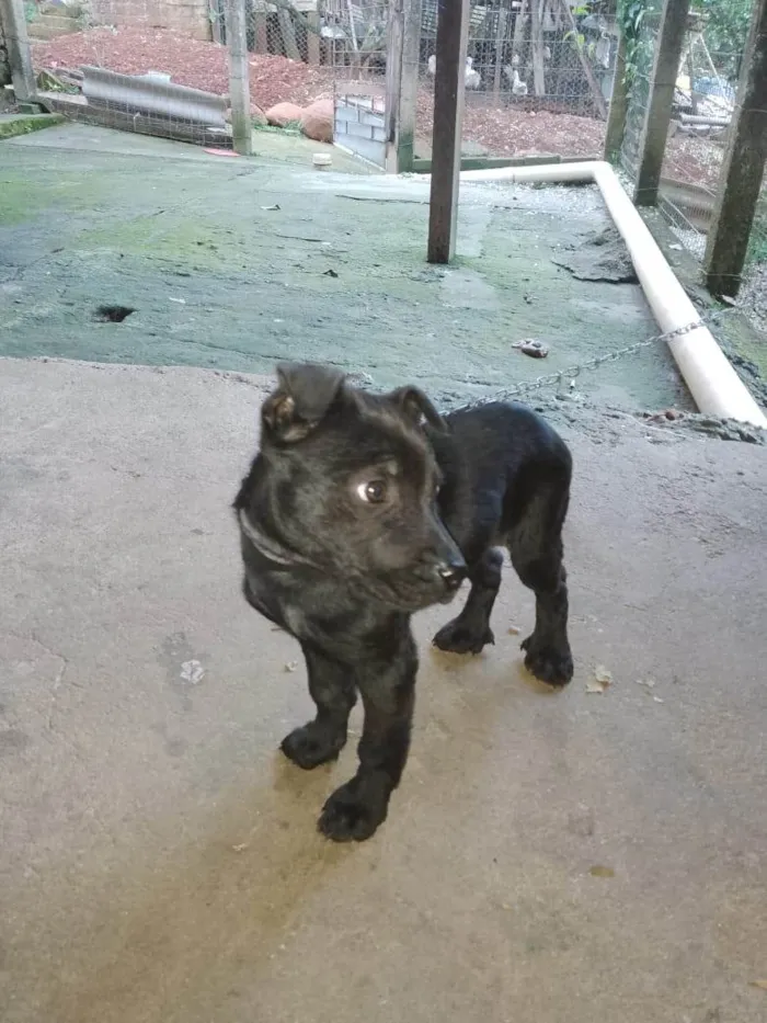 Cachorro ra a SRD-ViraLata idade 2 a 6 meses nome Bela