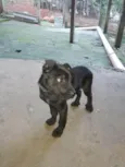 Bela