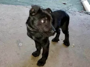 Cachorro raça SRD-ViraLata idade 2 a 6 meses nome Bela