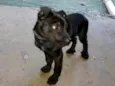 Bela