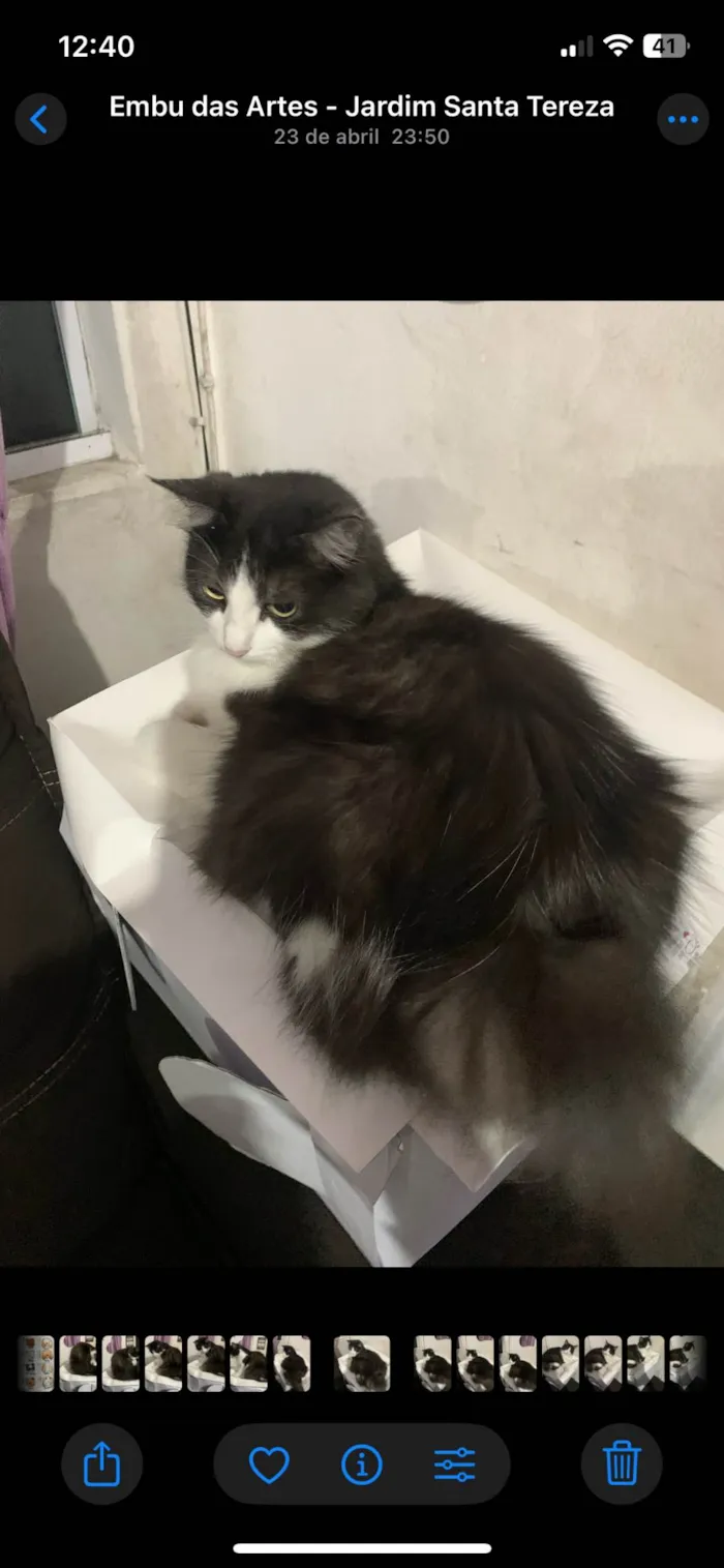 Gato ra a SRD-ViraLata idade 2 anos nome Stela/Telinha