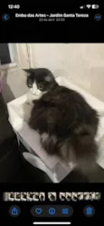 Stela/Telinha
