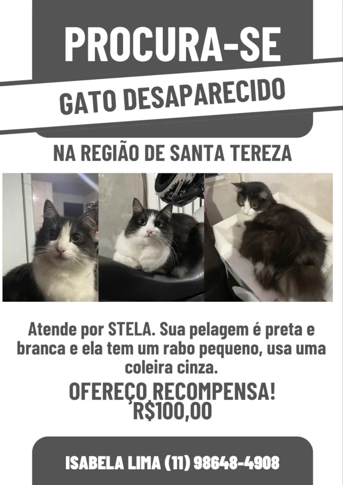 Gato ra a SRD-ViraLata idade 2 anos nome Stela/Telinha