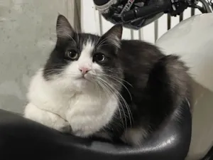 Gato raça SRD-ViraLata idade 2 anos nome Stela/Telinha