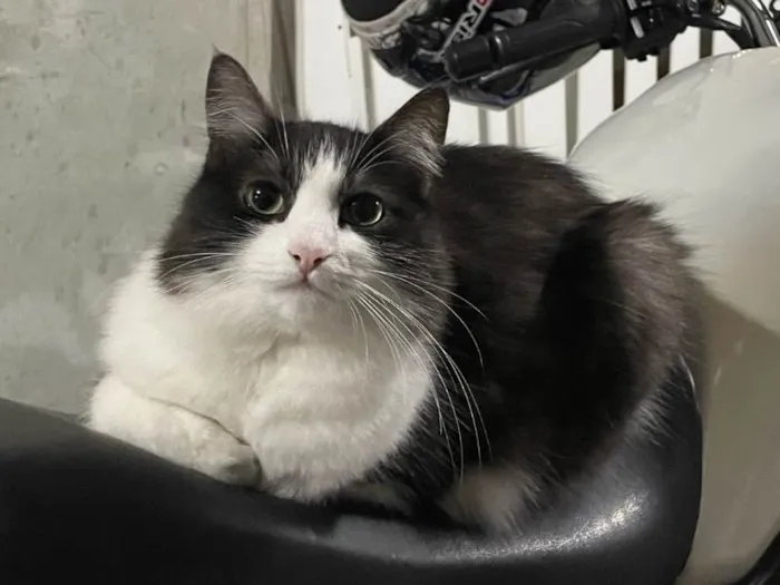 Gato ra a SRD-ViraLata idade 2 anos nome Stela/Telinha