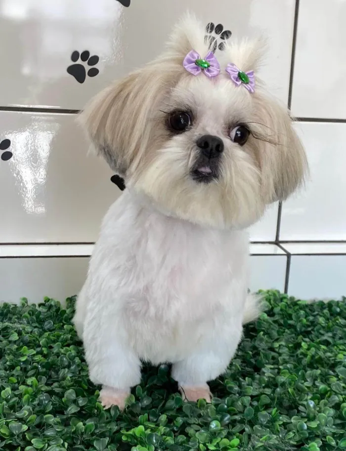 Cachorro ra a Shitzu idade 4 anos nome Dandara