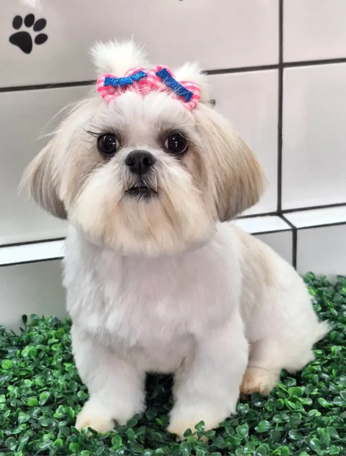 Cachorro ra a Shitzu idade 4 anos nome Dandara