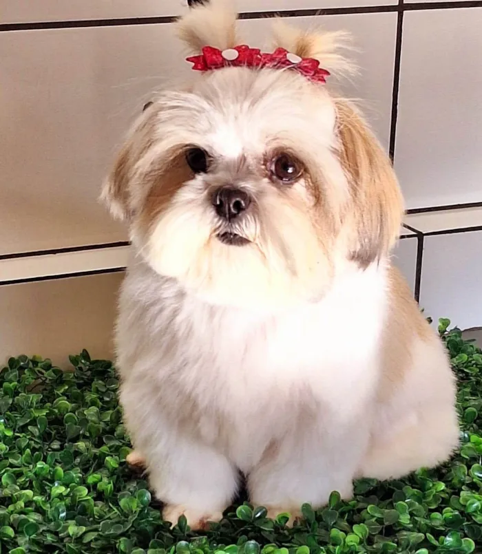 Cachorro ra a Shitzu idade 4 anos nome Dandara