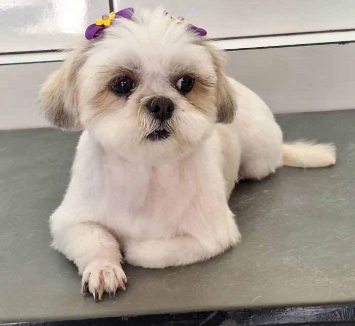Cachorro ra a Shitzu idade 4 anos nome Dandara