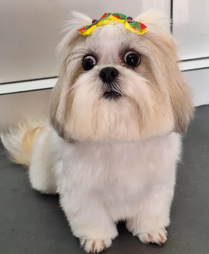Cachorro ra a Shitzu idade 4 anos nome Dandara