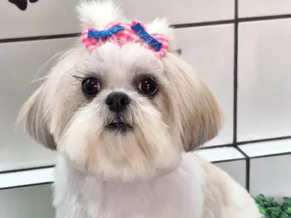 Cachorro raça Shitzu idade 4 anos nome Dandara