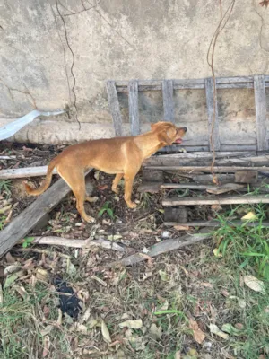 Cachorro raça SRD-ViraLata idade 2 a 6 meses nome Adriel dos Santos 